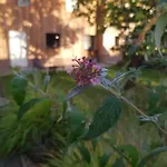 Lägenhet Kochstedter Wohnstuben - Wohnen Mit Naturbaustoffen In Der Bauhausstadt *