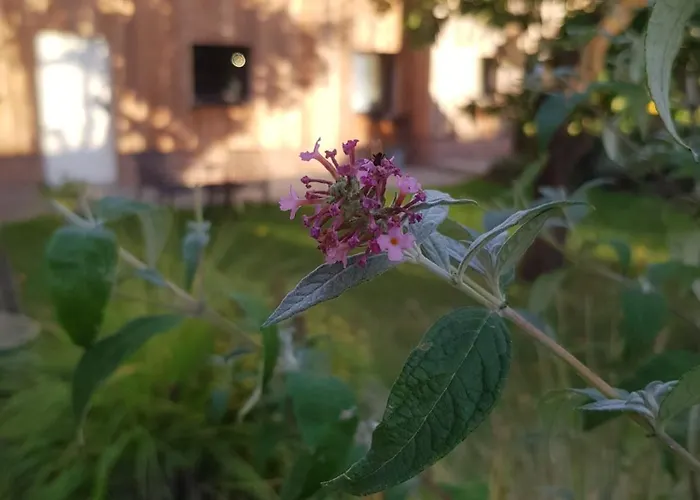 Apartman Kochstedter Wohnstuben - Wohnen Mit Naturbaustoffen In Der Bauhausstadt *